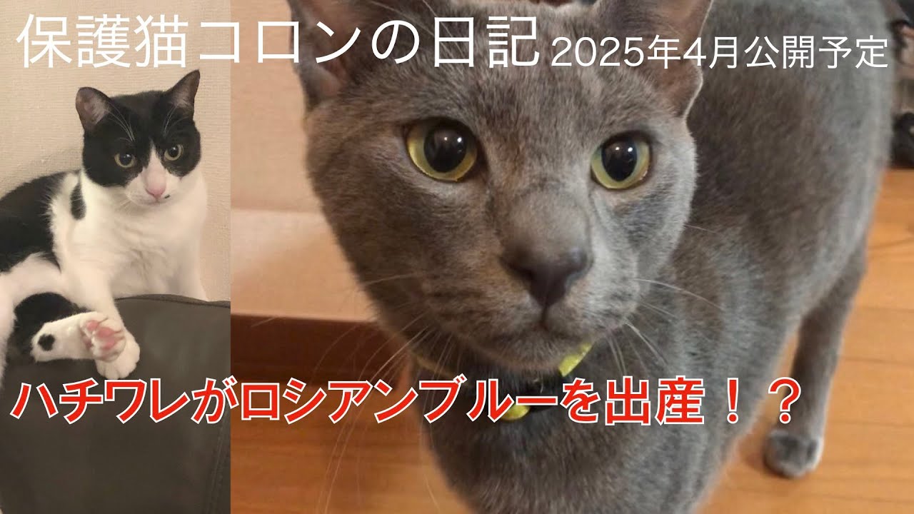 保護猫・コロンの日記