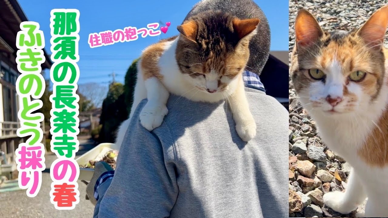 【甘えん坊炸裂】住職と猫のふきのとう採り2025【後編】