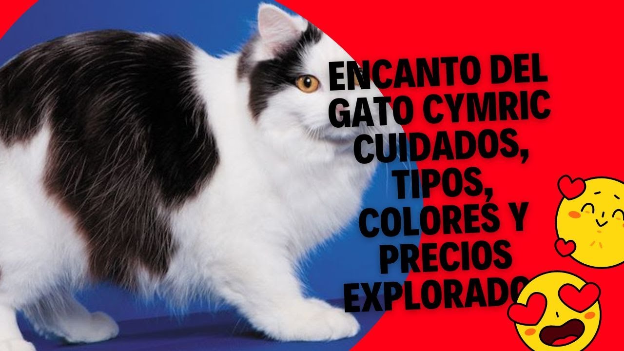 Encanto del Gato Cymric Cuidados, Tipos, Colores y Precios Explorados