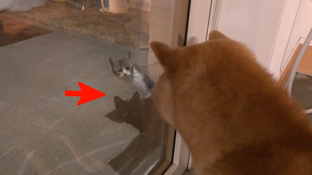【子猫】深夜に謎の訪問者‥！その正体が可愛すぎて悶絶しました。。
