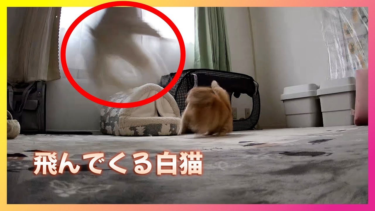 【短足猫とラガマフィン】留守番大暴れ　ペットカメラに映った奇行