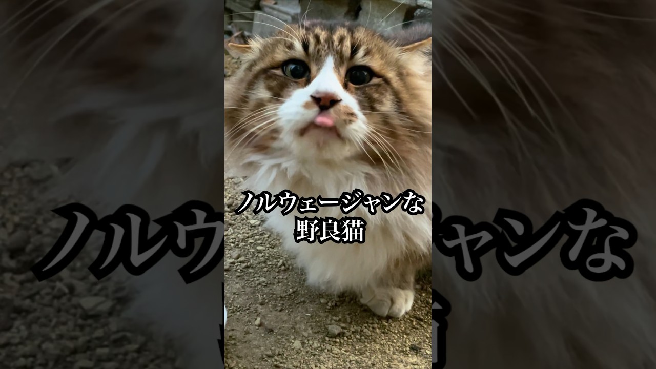 庭に現れたノルウェージャンな野良猫#保護猫#cat