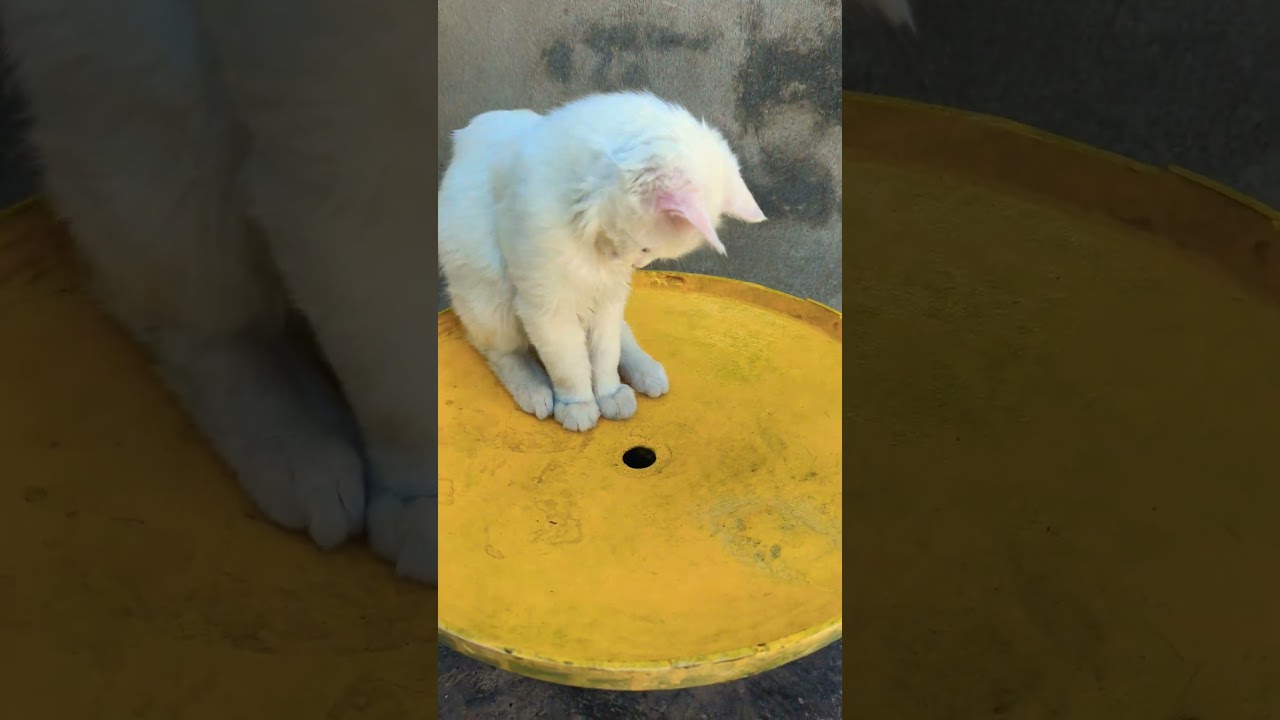 子猫たちがおもちゃとバントンで遊んでいる可愛い瞬間 🐱🎾🐾  #子猫 #おもちゃ #バントン #かわいい #ペット #猫 #猫好き #癒し #猫のおもちゃ #子猫の遊び 🐾🐱🎉