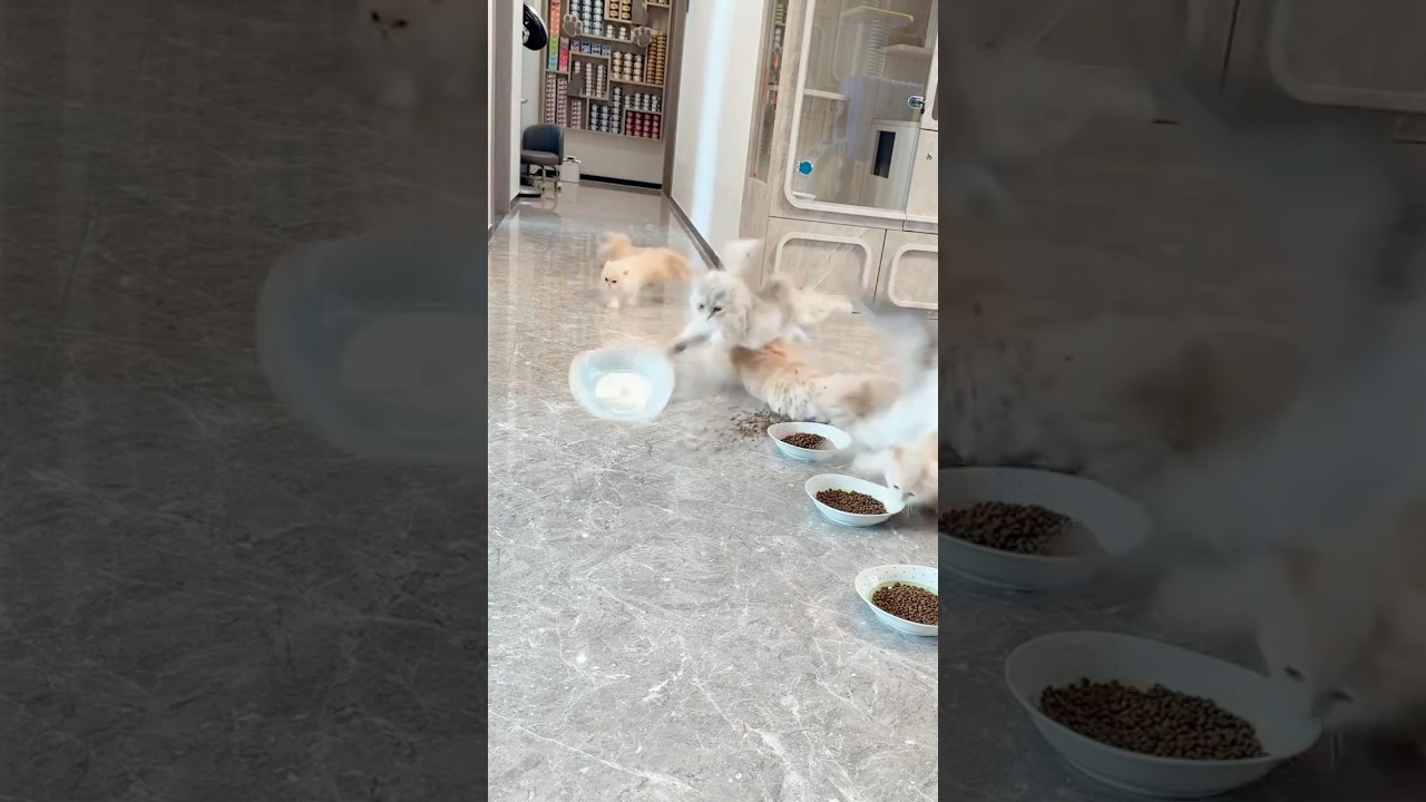 Hey bro, can you get in line please #cat #animals #catcute #kitten #viralvideo #viraltiktok #shorts