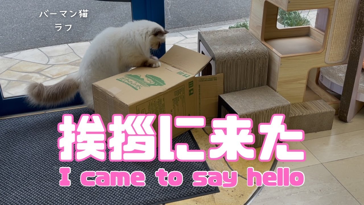 バーマン猫ガブとラフ【挨拶に来た】I came to say hello（バーマン猫）Birman/Cat
