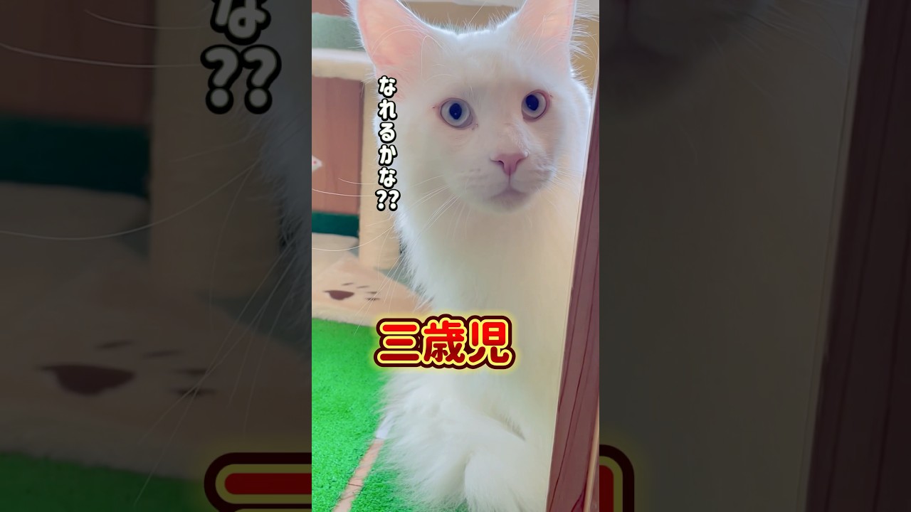 犬になりたい猫#short #メインクーン #ねこのきもち