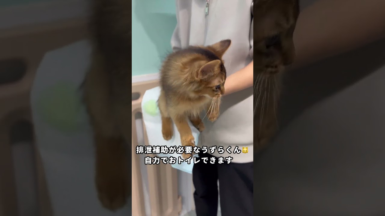 【里親募集中】子猫のうずらくん【アビシニアン】 #アビシニアン #子猫 #保護猫 #保護猫を家族に
