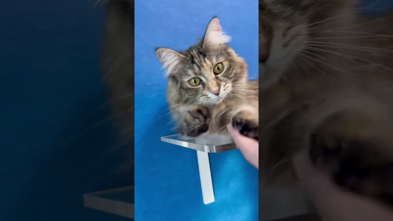 アニマコレさんのキャットステップがお気に入りのメインクーンのノアちゃん😺#猫動画 #cat #catlover #catvideos #メインクーン #ループセンス