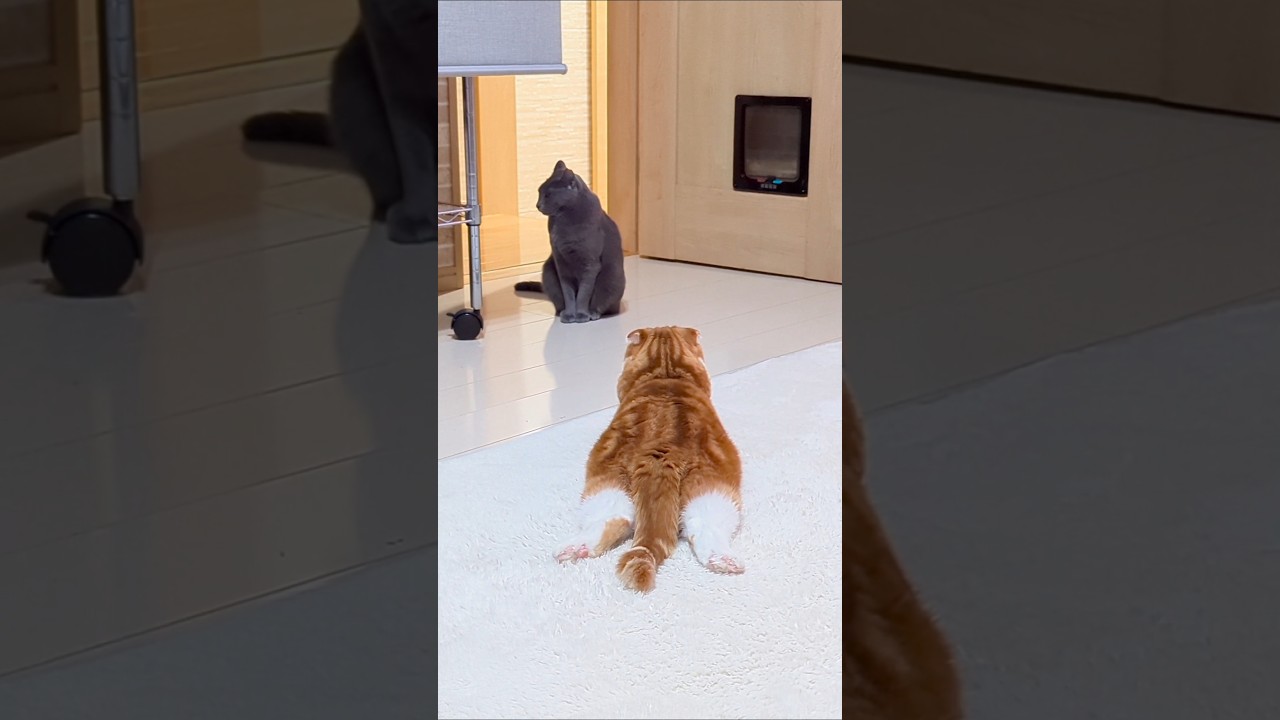 ノアのこの格好が好き、それだけの動画😆#ノア #マンチカン #マンチカン短足 #cat #cats #かわいい猫 #ねこ #猫 #猫のいる暮らし