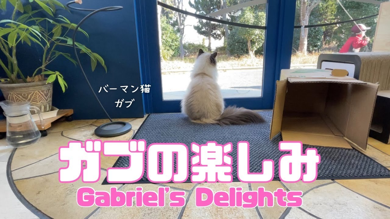 バーマン猫ガブ【ガブの楽しみ】Gabriel's Delights（バーマン猫）Birman/Cat