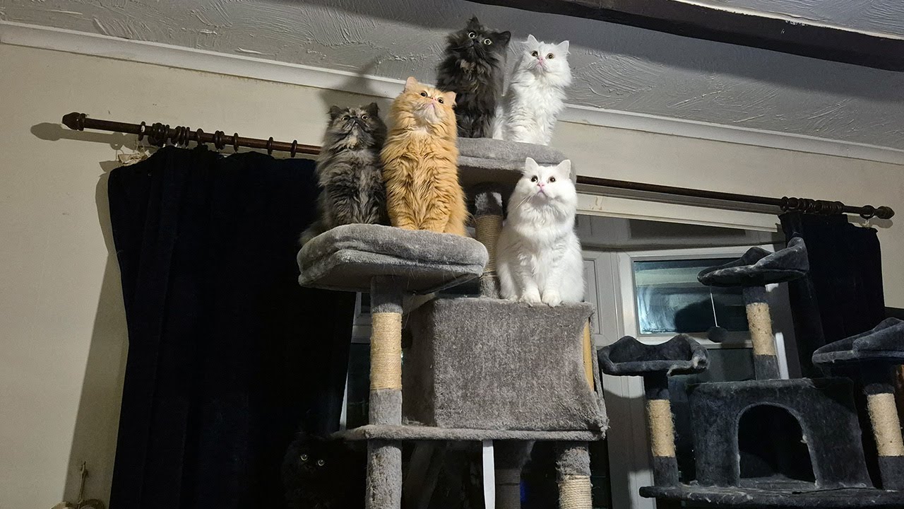 Cutest Thing Ever: 5 Fluffy Sibling Cats Perched and Captivated!