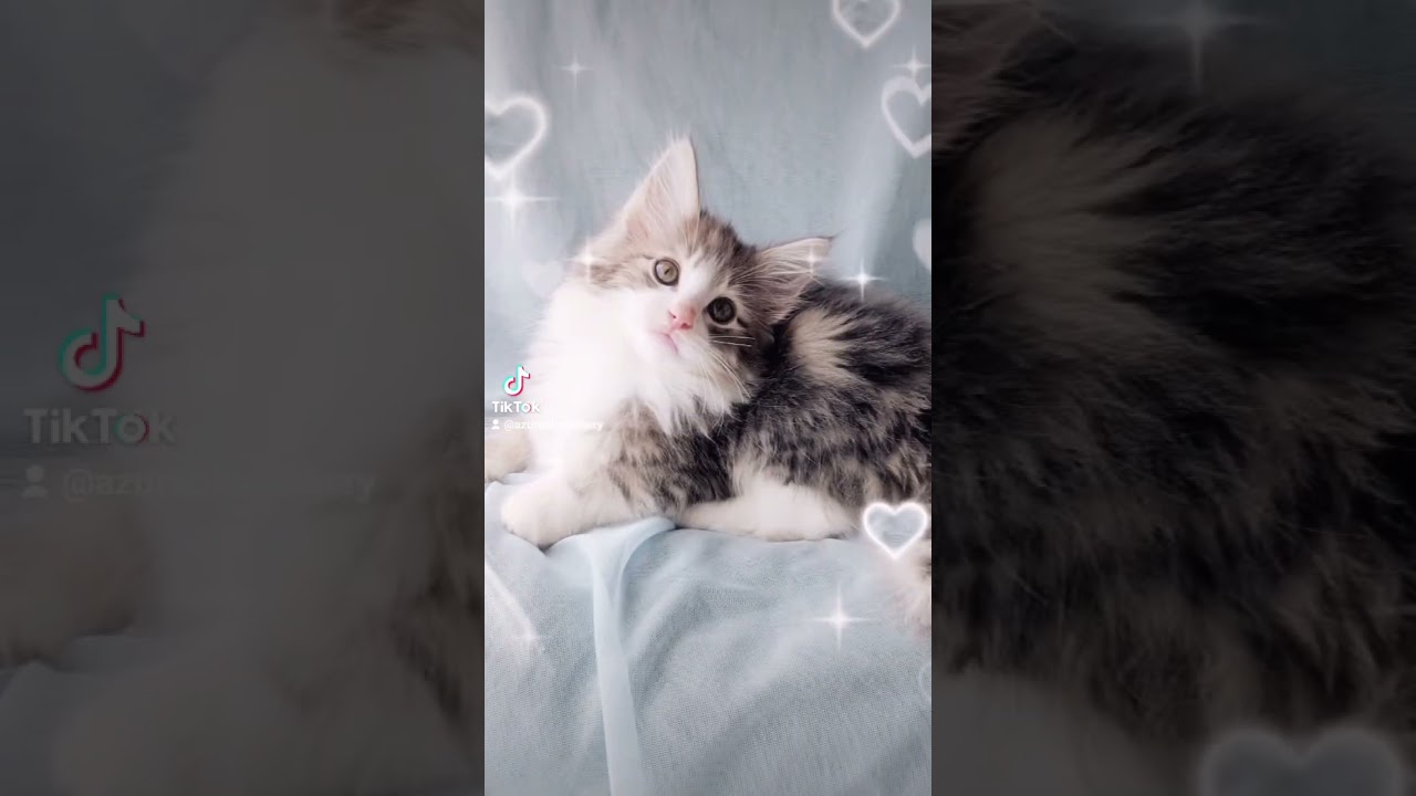 ノルウェージャンフォレストキャット 祖父は世界ナンバーワンノルウェージャン！その子にそっくりな顔立ちの男の子です。タイプも性格も素晴らしい子です！