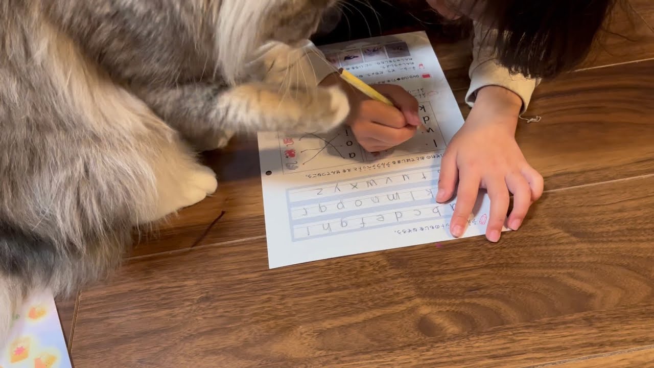 子供の宿題を邪魔する猫　サイベリアン