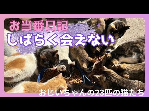 【しばらく会えない】おじいちゃんの23匹の猫たちお当番日記9