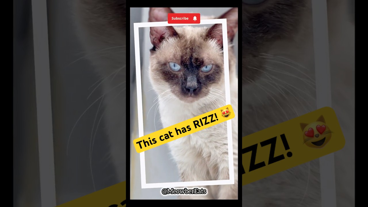 This cat is out here looking better than half of us 😭 Most handsome Siamese Cat! King Cappuccino 👑