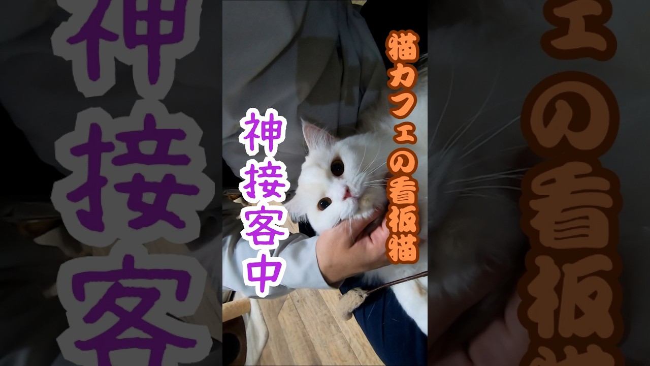 保護猫カフェの看板猫ラガマフィンのうるてぃちゃんは膝乗りで神接客（猫の木）十三駅