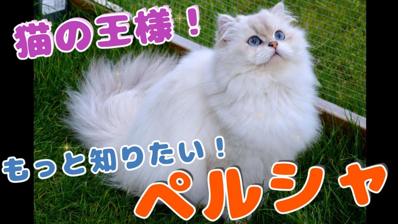 もっと知りたい！動物のこと【ペルシャ】#cat #animals #猫 #雑学 #ねこ #動物 #猫のいる暮らし #猫好きさんと繋がりたい #ペルシャ猫  #persian #persiancat