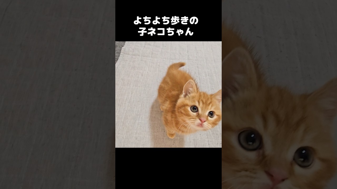 よちよち歩きの子ネコちゃん飼い主の元にやってきて…