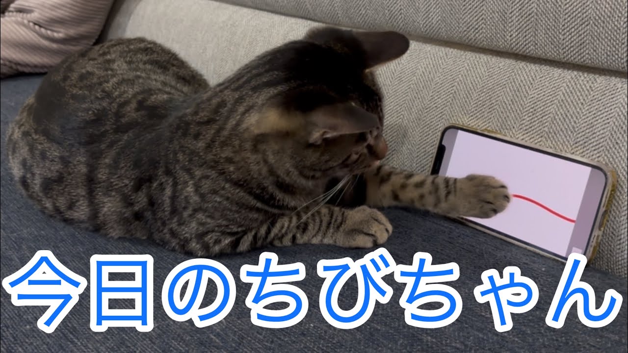 今日のちびちゃん🐱