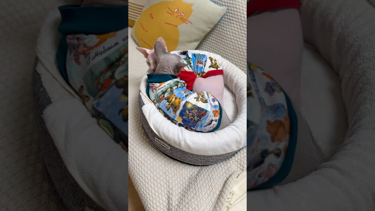 仲良く眠る毛のない猫たちが可愛すぎる【スフィンクス】