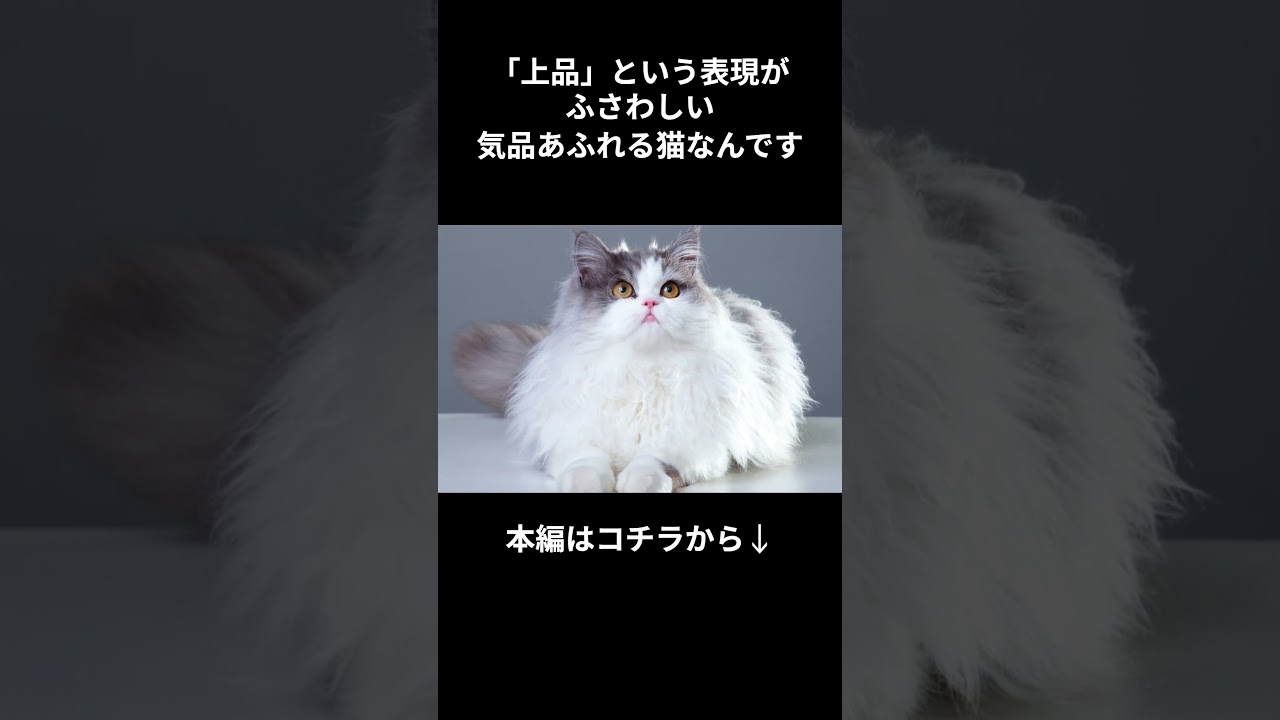 もっと知りたい！ペルシャ #shorts #shortvideo #short #cat #猫 #ねこ #雑学 #動物 #猫のいる暮らし #猫のいる暮らし #ペルシャ #ペルシャ猫