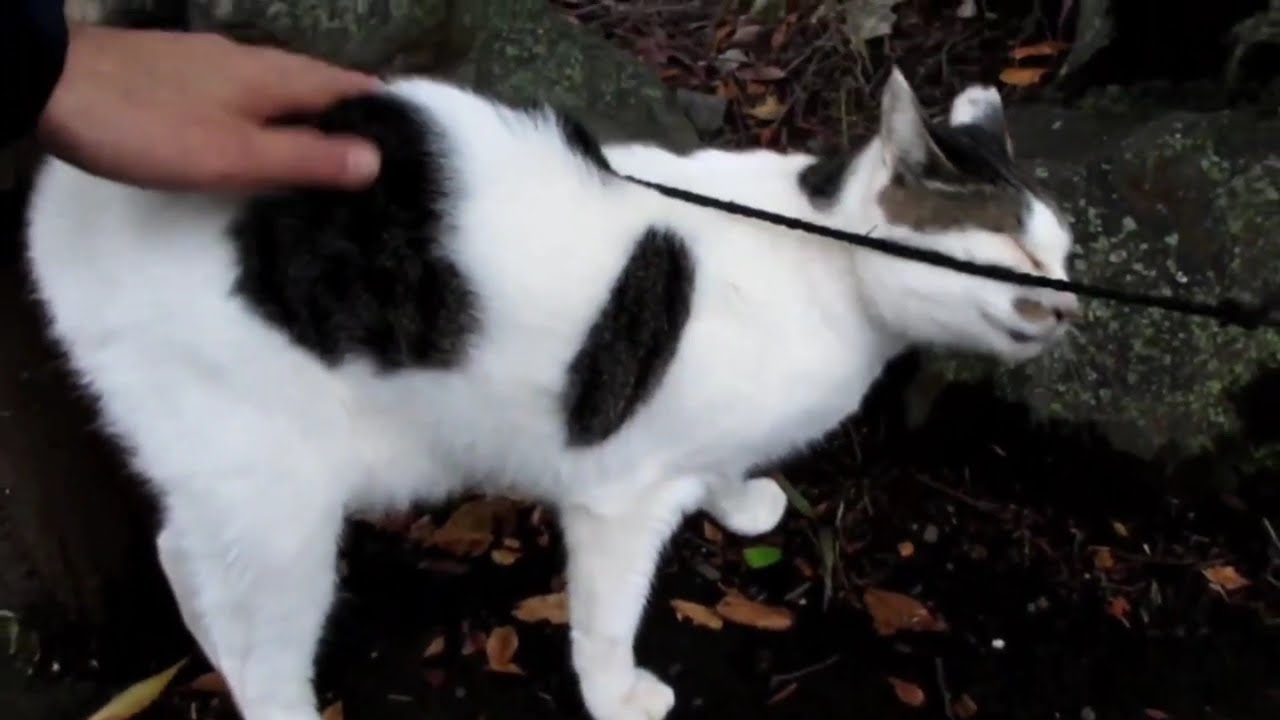 [野良猫]腰ポンポンしたらスリスリするキジ白猫が可愛すぎる！[straycat]The cat that slips when it pumps its waist is cute!