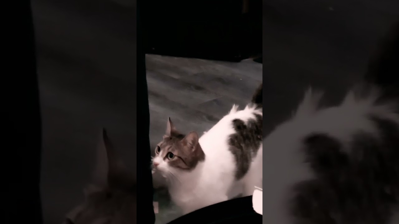 القطه الغبيه