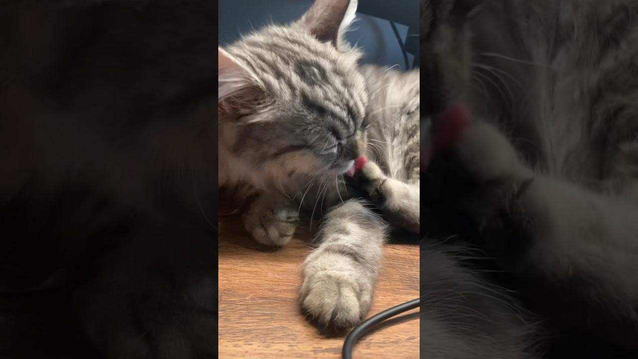 足の裏舐めて満足して寝ちゃった #ラガマフィン #猫 #ねこ #cat #癒し