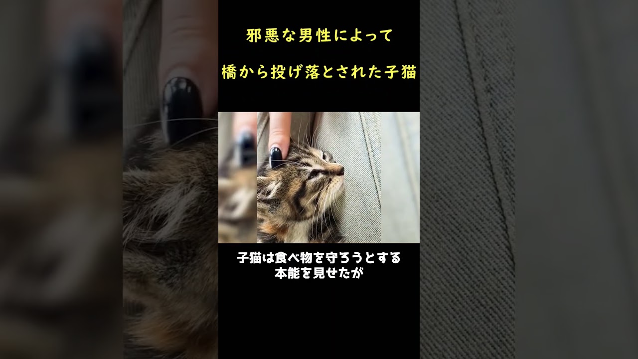 川から助けた子猫！