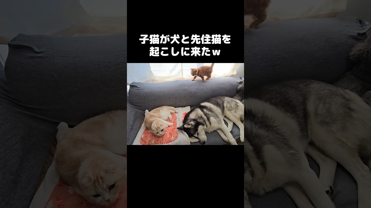 子猫が犬と先住猫を起こしに来た...笑#shorts