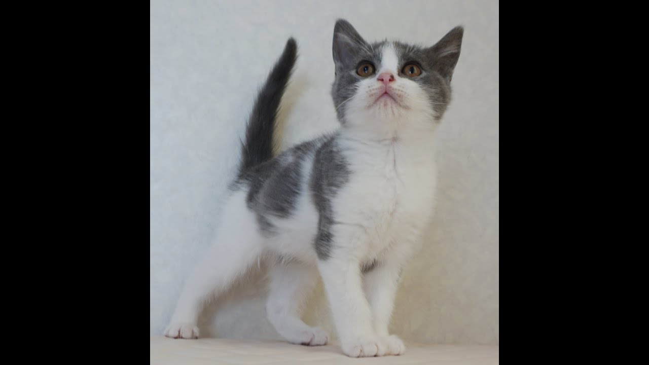 ブリティッシュショートヘアー子猫　British Shorthair　2024.12.18産まれ　ブルー＆ホワイト　男の子　シーダキャット猫のお店