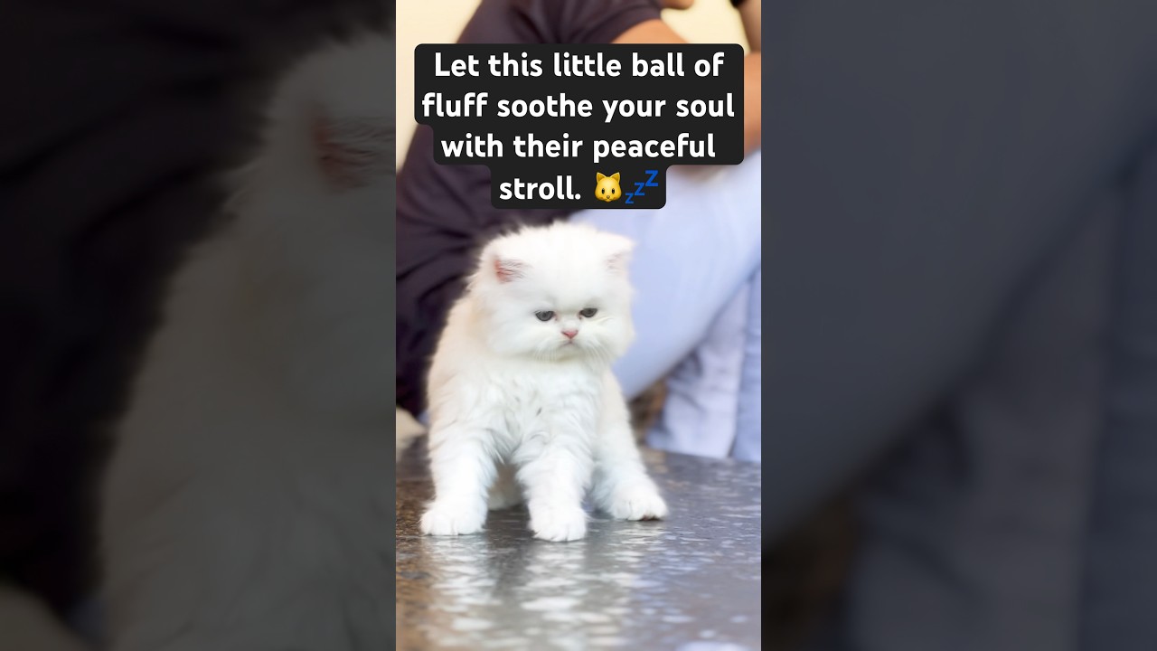 Let this little ball of fluff soothe your soul with their peaceful stroll. 🐱💤#cat #shorts