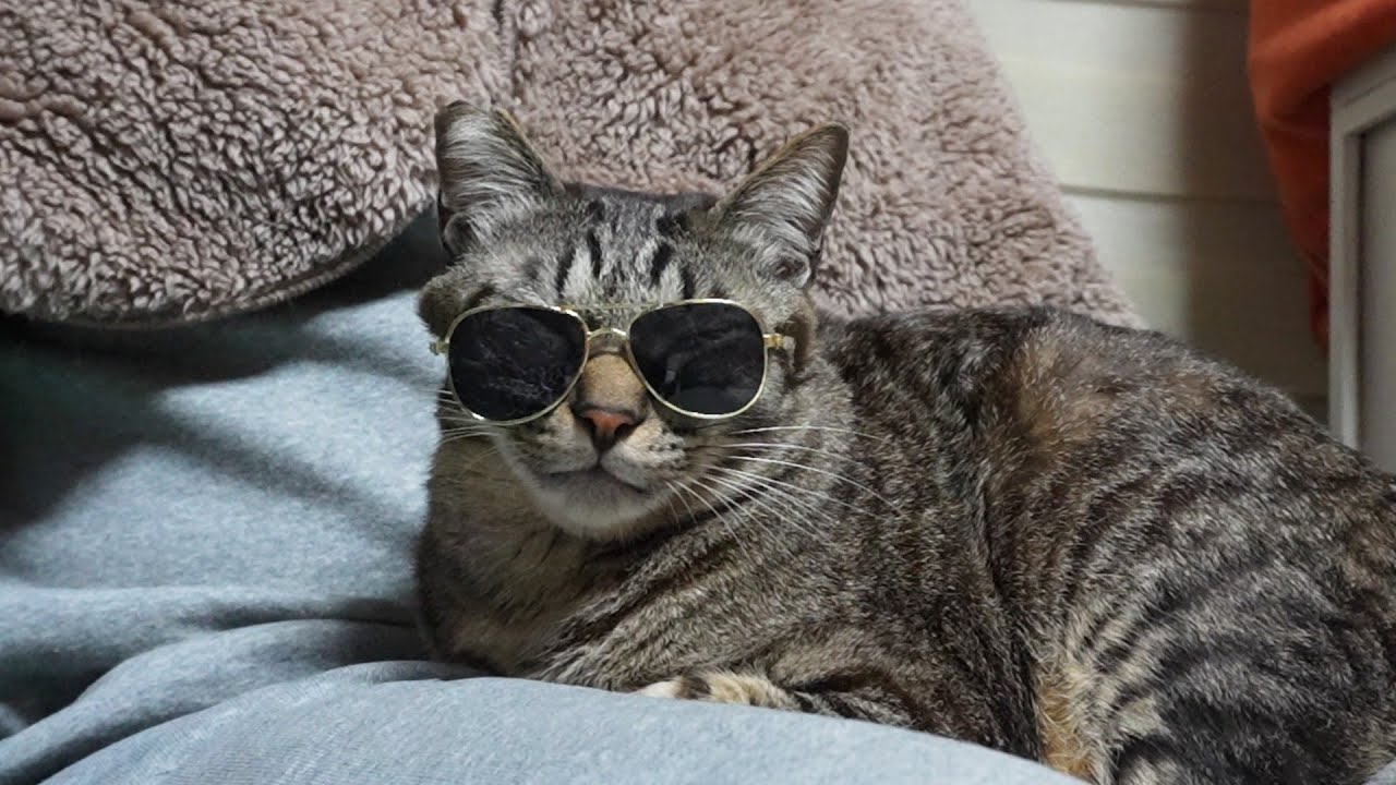 膝に乗ってただけなのに…突然始まるファッションショーな猫☆サングラスで渋いのに面白さ満点なガーちゃん【リキちゃんねる　猫動画】 キジトラ 猫のいる暮らし
