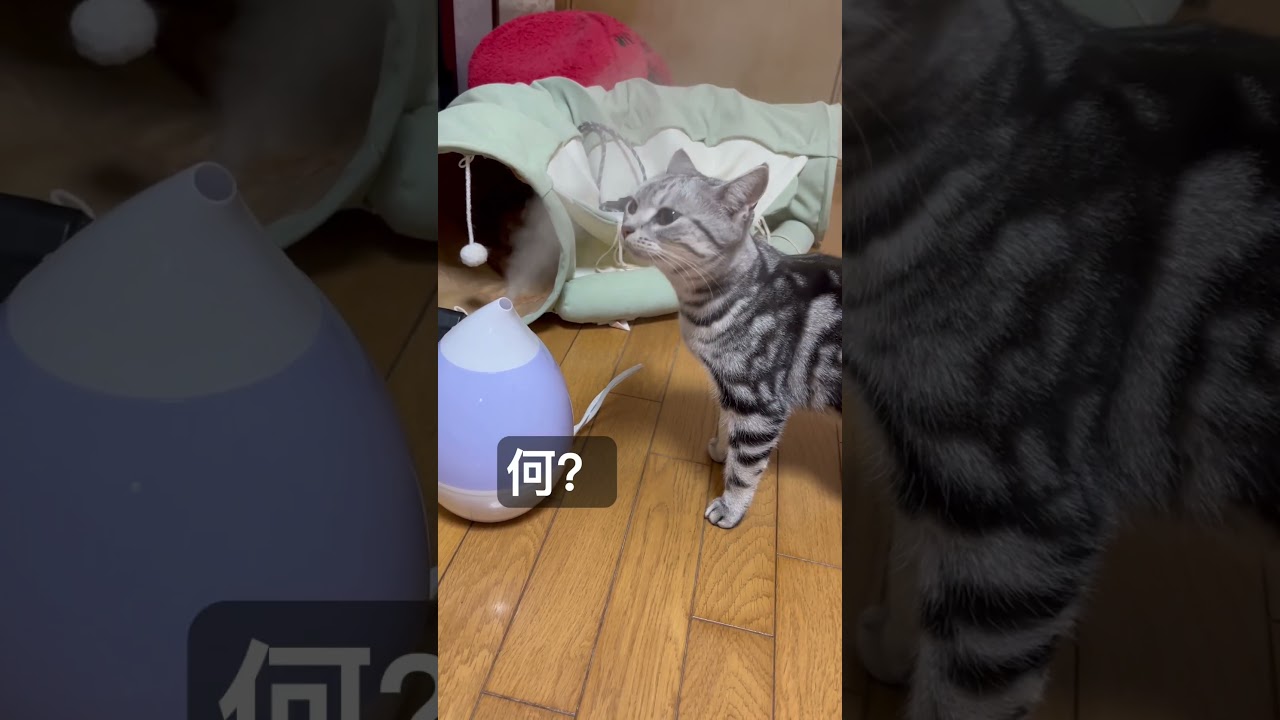 加湿器に興味津々#アメショ#アメリカンショートヘア#cat#cats#猫のいる暮らし#猫のいる生活