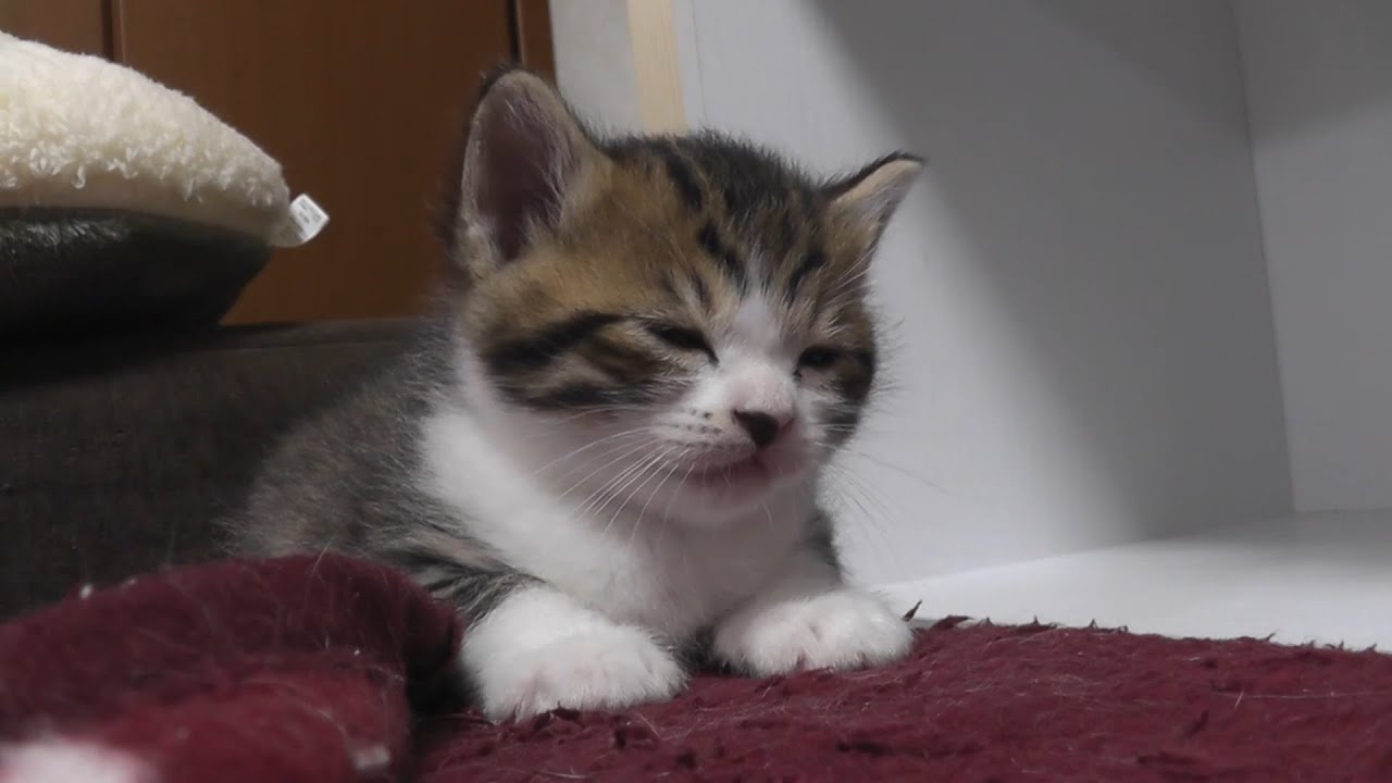 珍しく子猫みたいにコテンと寝落ちする猫
