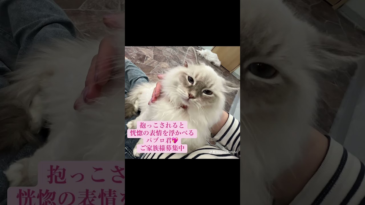 抱っこすると恍惚💖とする#サイベリアン の#子猫 のパブロ君🤴ご覧のとおり、抱っこが大・大・大好きな男の子です😍おっとりしていて小さなお子様がいらっしゃるご家庭にも💖。#ペットショップ