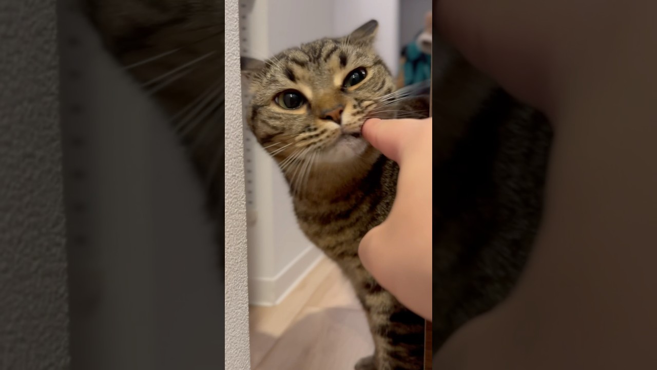 パパをお出迎えする猫たちが天使すぎる!! #shorts #猫 #cat