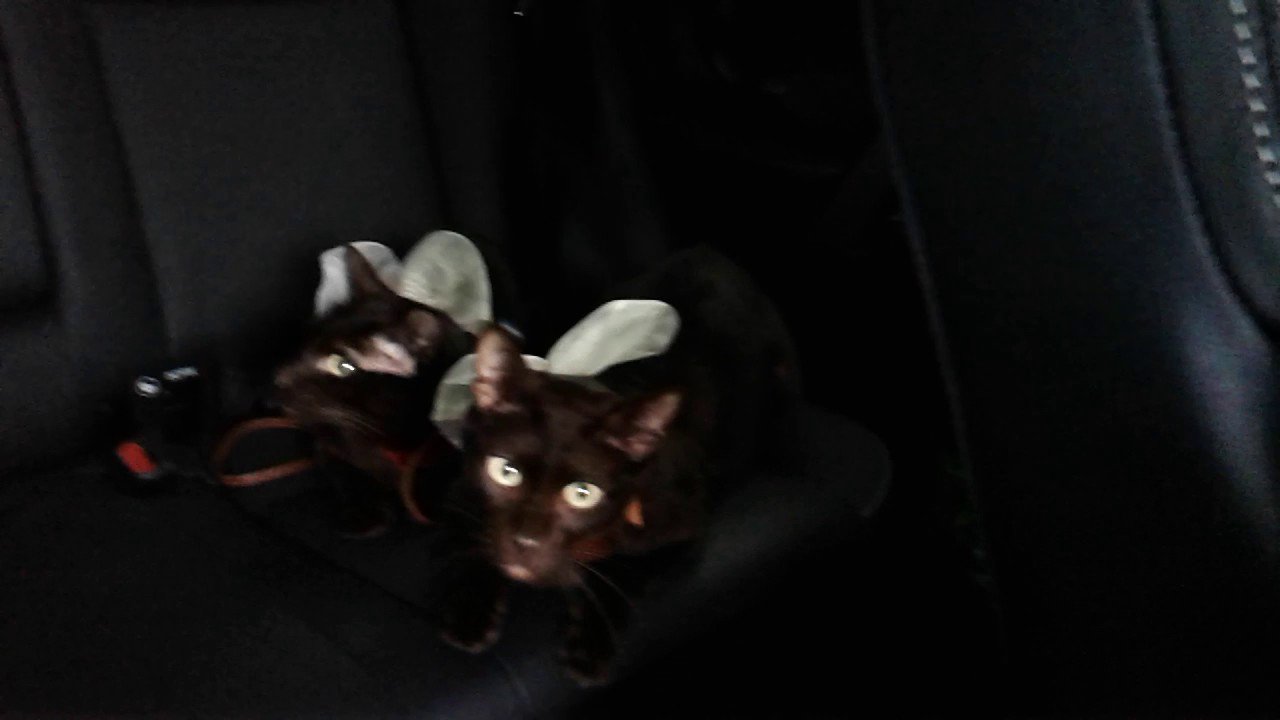 Havana Brown Cats Gauderic & Tikhon