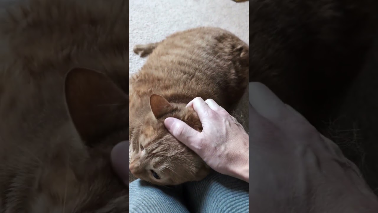 🐈 Meet Chonk! 🐾