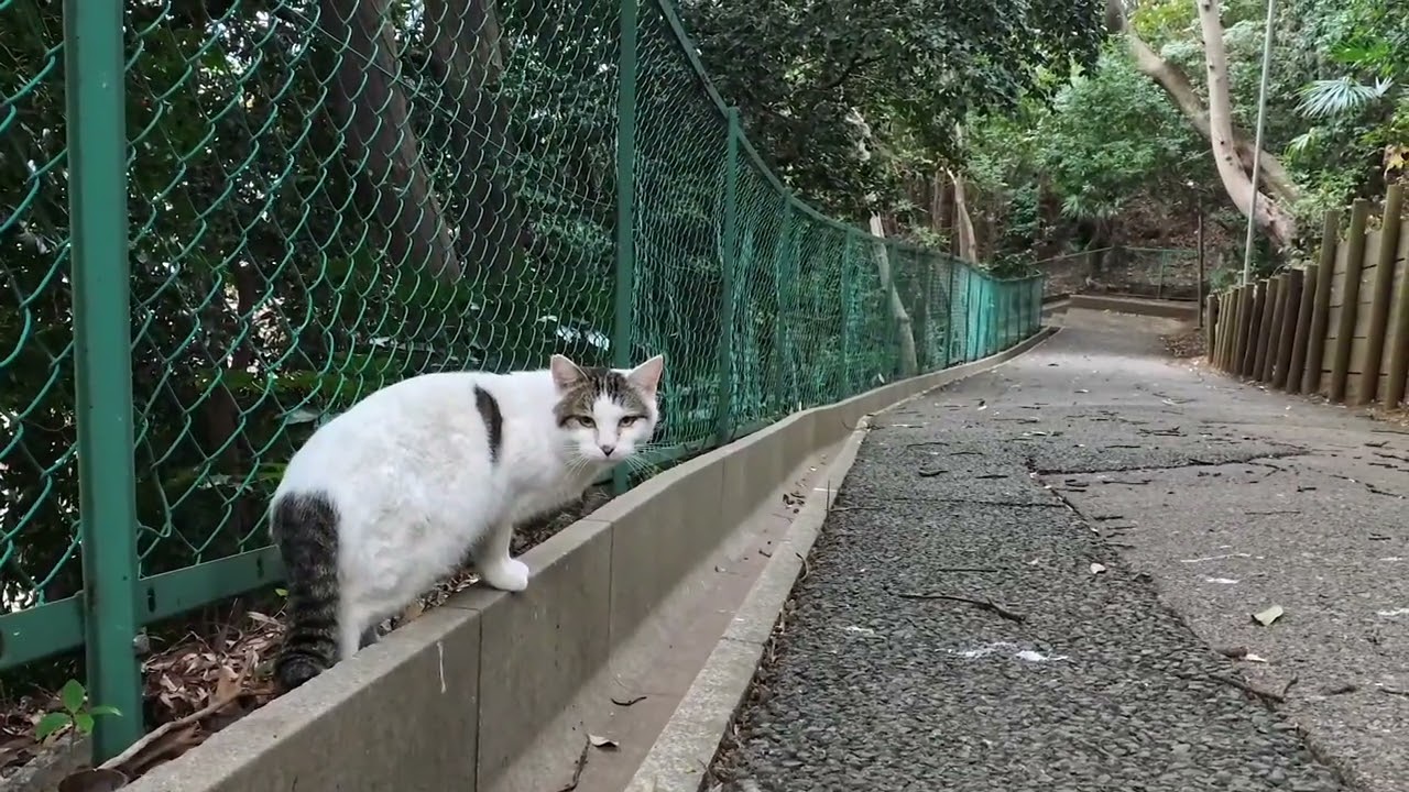 自分を見て見てとアピールする猫さん