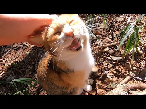 満面の笑みのち不機嫌な娘猫のご機嫌取りも大変