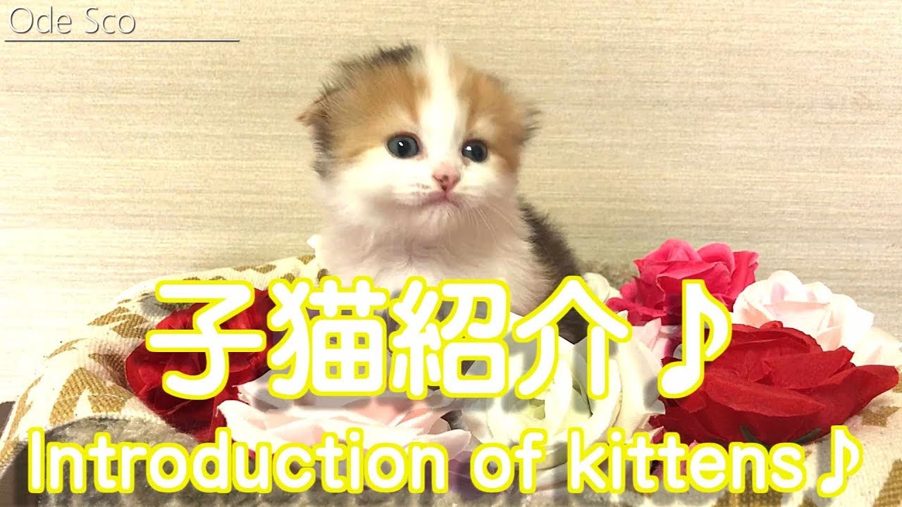 スコティッシュフォールド子猫赤ちゃん メス 折れ耳 三毛猫 Cat cute