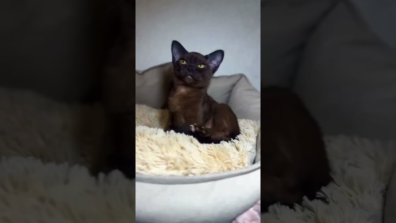 Bella