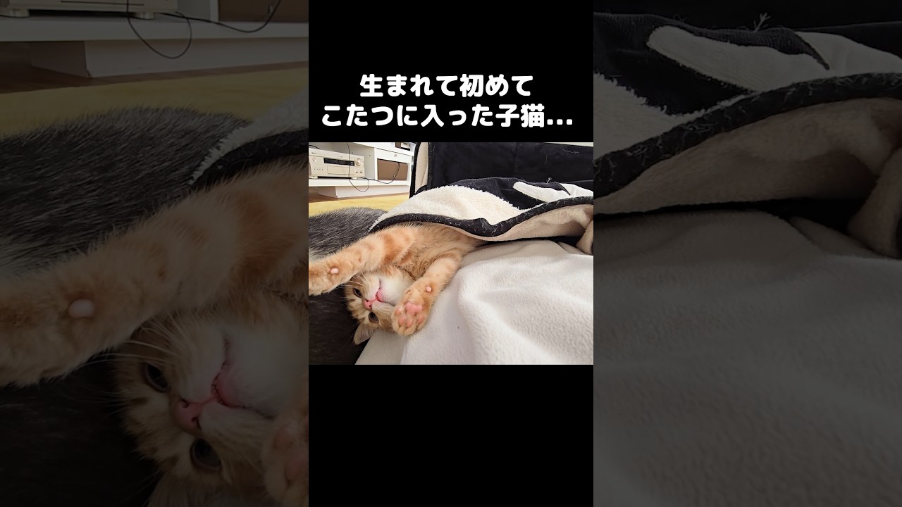 生まれて初めてこたつに入った子猫が嬉しくてこうなった...笑#shorts