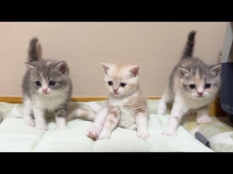 初めてもち様の弟妹たちにお会いしてきました。