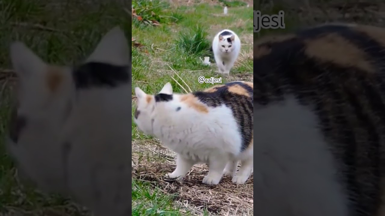 猫親子。 #cat #japanesecat #日本の猫 #日本猫 #cuteanimals