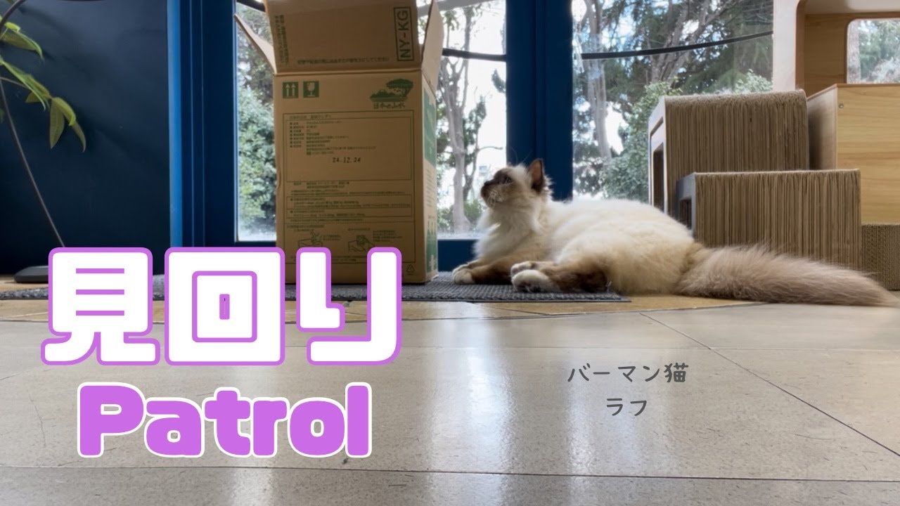 バーマン猫ラフとガブ【見回り】Patrol（バーマン猫）Birman/Cat