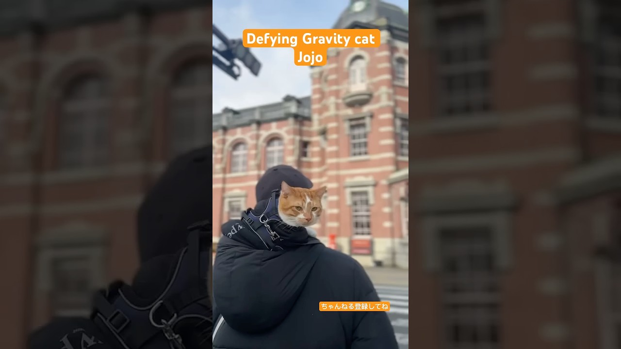 フードにすっぽり入る猫#shorts #cat #猫