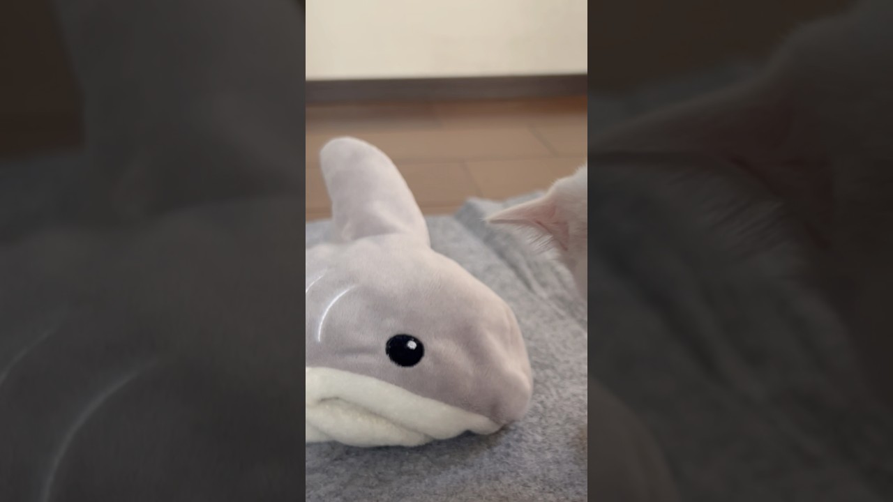 【面白い】クスッと笑える猫の面白い行動。#保護猫 #ねこ #猫のいる暮らし #ミルねーさん #shorts