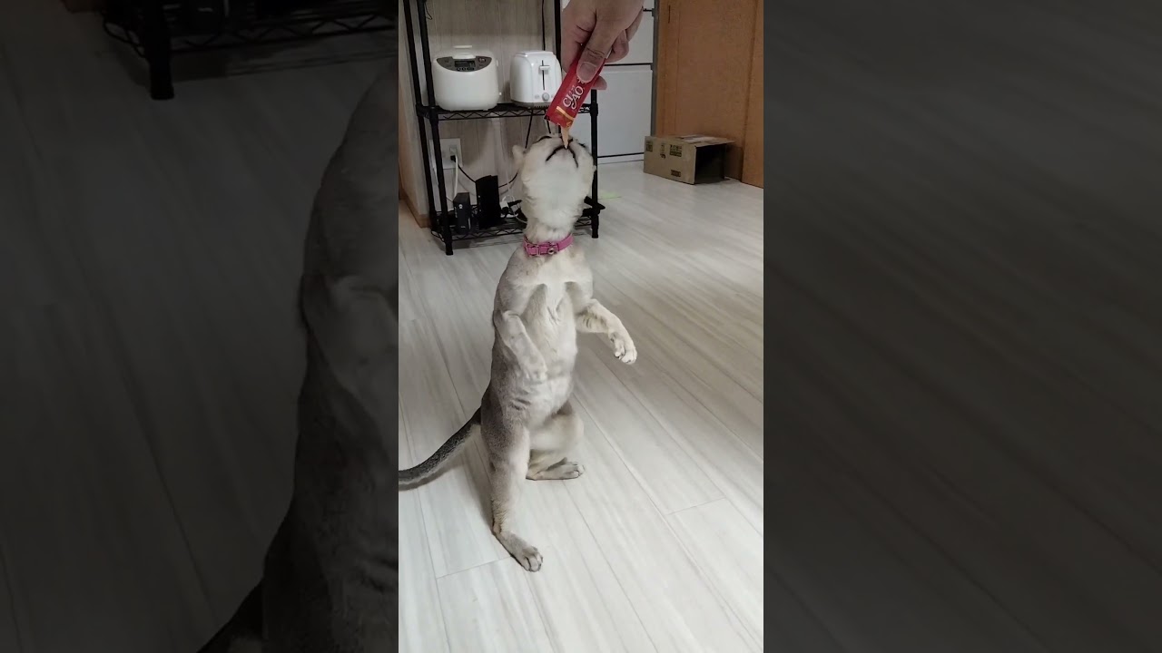 ちるちゃん最高No.1byシンガプーラ